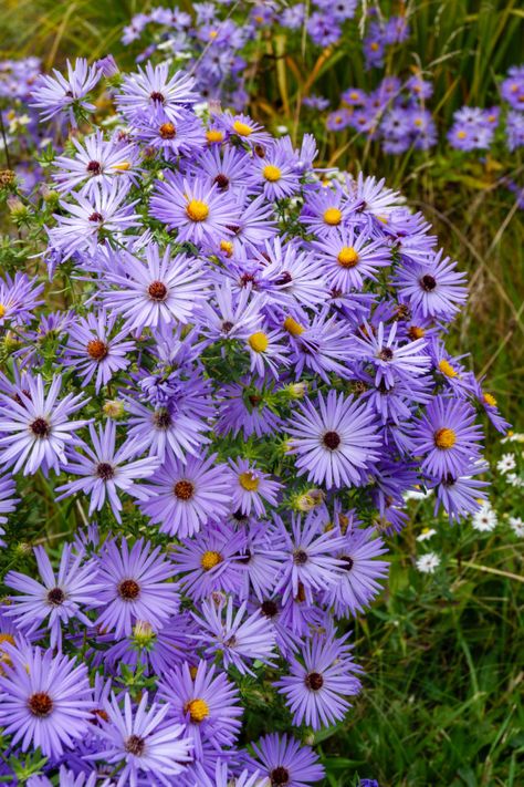 The Best Fall Blooming Perennials To Plant For Big Autumn Color! Flowers That Attract Butterflies, Blooming Perennials, High Country Gardens, Long Blooming Perennials, American Meadows, Fall Mums, Fall Bulbs, Best Perennials, Garden Solutions