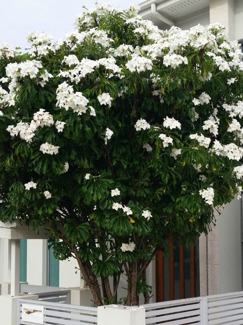 Plumeria pudica (Bridal Bouquet)   #plumeria #plantopedia #FloweringPlant #flowers #FloweringPlants #flower #blooming #FlowerGarden Bridal Bouquet Plumeria Plant, Plumeria Tree Landscape, Hawaiian Landscaping, Hawaii Plants, Plumeria Pudica, Plumeria Tree, Flower Blooming, Plumeria Flowers, Flowering Plants