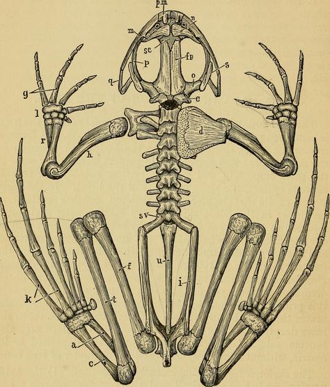 Image from page 56 of "The frog : an introduction to anatomy and histology" (1885) | Flickr - Photo Sharing! Scientific Drawing, Skeleton Drawings, Frog Illustration, Animal Skeletons, Frog Drawing, Science Illustration, The Skeleton, Scientific Illustration, Anatomy Drawing