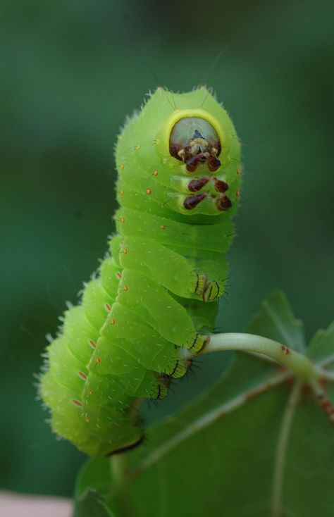 Caterpillar Shepherd Green Caterpillar, The Meta Picture, Cool Insects, Moth Caterpillar, Cool Bugs, Beautiful Bugs, Creepy Crawlies, Arthropods, Arachnids