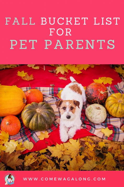 Fall Bucket List for Pet Parents - Come Wag Along Decorate Patio, Linvilla Orchards, Dog Bucket List, Fall Kitchen Towels, Candles Pumpkin, Starbucks Fall Drinks, Virginia Fall, Fall Family Fun, Halloween Dog Collar