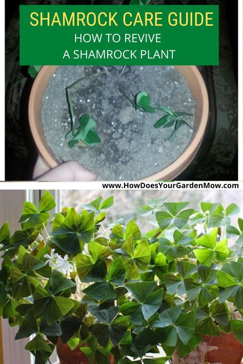 Shamrock Plant Care How To Grow, Clover Plant Indoor, Shamrock Plant Houseplant, False Shamrock Plant, Clover Terrarium, Shamrock Plant Care, Growing Wheat, Houseplant Tips, Shamrock Plant