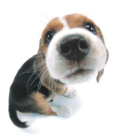 Christmas… in May? (Bake the bugs out of your pinecones!) – House of Hepworths Cute Beagles, Söt Katt, Dog Icon, Beagle Puppy, Silly Dogs, Manx, Puppy Eyes, Beagle Dog, Silly Animals