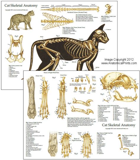 Feline Anatomy, Animal Skeleton, Kitten House, Skeleton Anatomy, Cat Skeleton, Cat Anatomy, Cat Whisperer, Animal Skeletons, F2 Savannah Cat