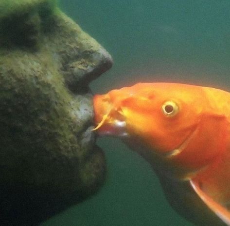 I Want To Leave Is Pretty Much The Weirdest Instagram Account, And Here Are 50 Pictures To Prove It (New Pics) Orange Fish, A Man, Fish, Tumblr, Orange, Water