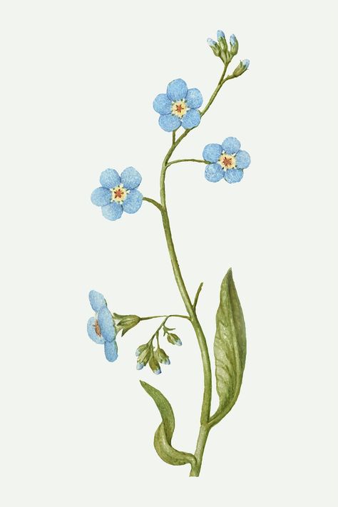 Forget Me Not Illustration, Outlander Tattoos, Forget Me Not Tattoo, Tattoo School, Illustration Botanique Vintage, Tattoo Foot, Easy Flower Painting, Forget Me Not Flowers, Botanical Flower Art