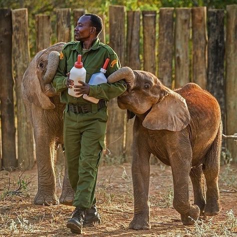 African Safari Conservation on Instagram: “A Samburu animal keeper prepares to bottle feed orphan elephants at the Reteti Elephant Sanctuary in Kenya. - Photo credit to @amivitale…” Animals Video, Sheldrick Wildlife Trust, Wildlife Biologist, Vet Medicine, Zoo Keeper, Baby Elephants, Elephant Sanctuary, Elephant Love, Elephant Lover