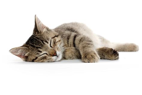 Cute tabby cat. Laying down and resting on white background #Sponsored , #sponsored, #sponsored, #tabby, #white, #background, #cat Cat Reference Laying Down, Cat Poses Laying Down, Cat Laying Down Drawing Reference, Cat Lying Down Reference, Cats Full Body Picture, Cat Laying Down Reference, Cats Laying Down, Cat Lying Down, Cat Looking Up