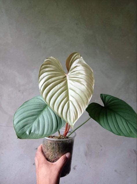 Green Wishlist, Philodendron Varieties, Wishlist Plants, Plant Wishlist, Philodendron Plant, Home Greenhouse, Plant Fungus, Inside Plants, Plant Aesthetic