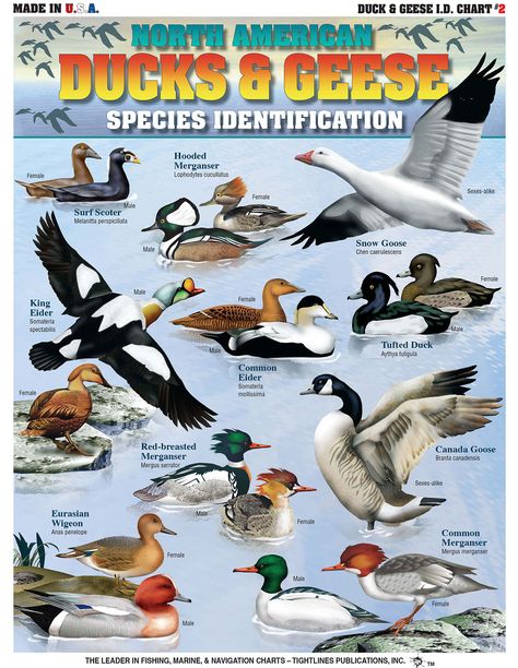 Duck Identification Chart Duck Identification Chart Bird Hunting Images