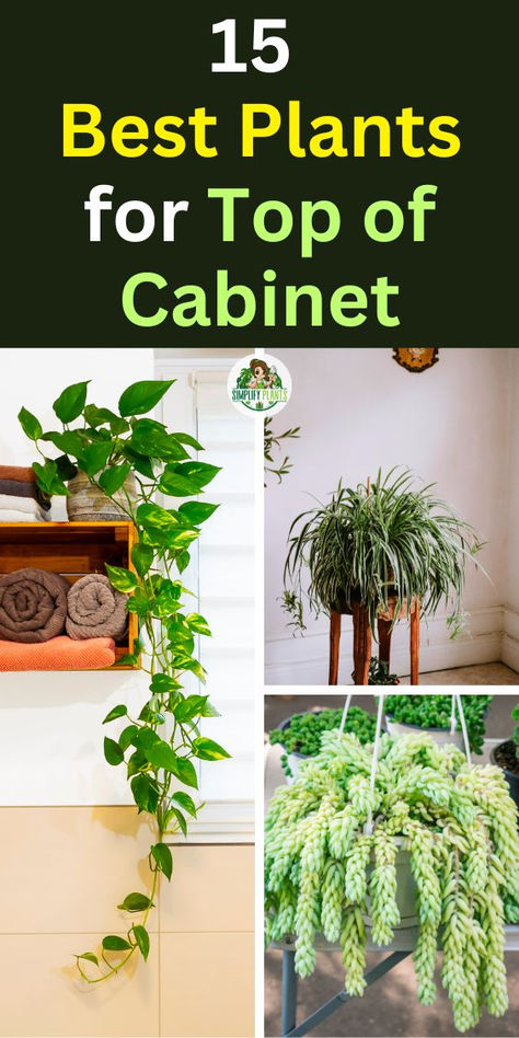 "Discover the 15 Best Plants for Top of Cabinet that will elevate your home  decor! From lush greenery to vibrant blooms, these popular house plants add  style and life to any space. Perfect for maximizing vertical space, these  plants thrive in bright, indirect light and require minimal maintenance.  Explore our curated selection to find the ideal plants that enhance your  cabinets and bring a touch of nature indoors!" Vertical Vegetable Garden Design, Indoor Cactus Plants, Water Plants Indoor, Houseplant Collection, Vertical Vegetable Gardens, Popular House Plants, Easy House Plants, Plants Care, Household Plants