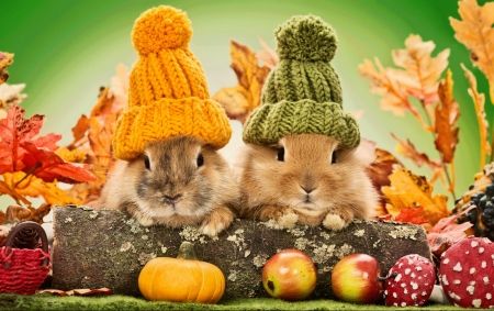 Hey gang...it's that time of the month again---It's Rabbit Rabbit Time for October 🐰🐰⏲️....Wishing everyone good luck in the month ahead🍀  #rabbitrabbit #October1st  #goodluck Autumn Animals, Rabbit Pictures, Rabbit Rabbit, Autumn Scenes, Shizuoka, Izu, Baby Bunnies, Cute Bunny, Bunny Rabbit