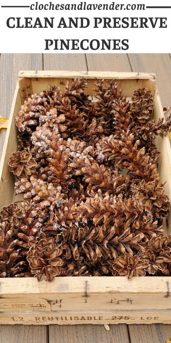 Preserve Pinecones, Sugar Pine Cones, Pine Cone Christmas Decorations, Pinecone Crafts Christmas, Simple Craft Ideas, Diy Pinecone, Pinecone Ornaments, Dried Orange Slices, Dried Oranges