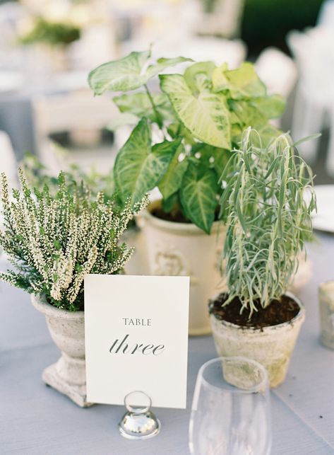 Herbs As Centerpieces Wedding, Green Plants Centerpieces, Potted Table Centerpieces, Rosemary Floral Arrangement, Potted Plants For Centerpieces, Plant Wedding Centerpieces Potted, Potted Plants For Wedding Decor, Potted Herbs Wedding, Sustainable Wedding Centerpieces