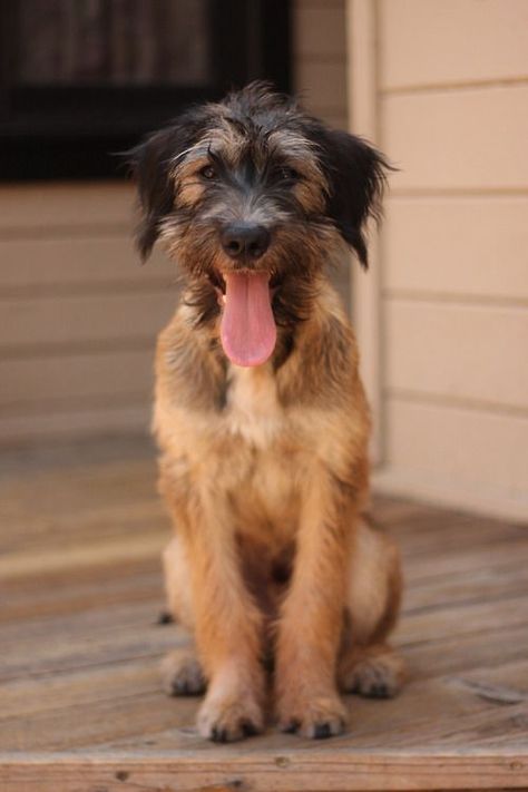 reginald National Mutt Day, Handsome Dog, Russian Terrier, Scruffy Dogs, Mutt Dog, Black Russian Terrier, December 2nd, Winn Dixie, Black Russian