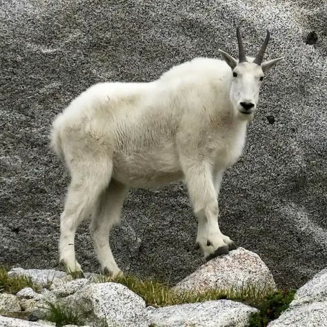 mountain goat Rocky Mountain Goat, Kanye West Hat, Goat Mountain, Kiko Goats, Kanye West Shirt, Mountain Goats, Boer Goats, Pygmy Goat, Ty Dolla Ign