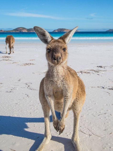 Kangaroo on the beach, can you get more Western Australian? Grand National, Australian Animals, Queenstown, Great Barrier Reef, Animal Tattoos, Australia Travel, Tasmania, 귀여운 동물, Western Australia