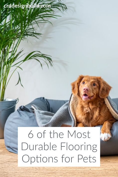 Pick out the best flooring for pets. These 6 durable floors will stand up to pet claws and messes with ease. Dog Proof Flooring, Best Flooring For Dogs, Best Floors For Dogs, Dog Friendly Flooring, Most Durable Flooring, Easy Flooring, Best Wood Flooring, Flooring Options Durable, Faux Wood Flooring