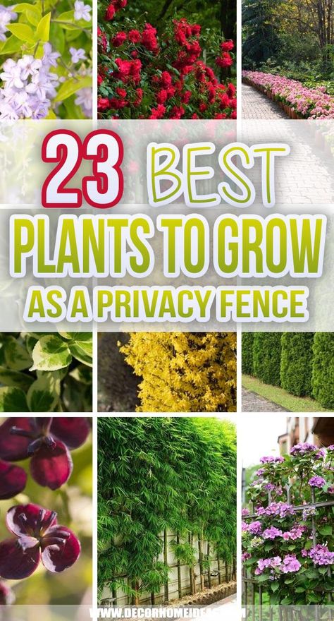 Best Plants You Can Grow As Privacy Fence Rose Privacy Fence, Short Fence Privacy Ideas, Tall Border Plants Fence, Plants Next To Fence, Backyard Privacy Landscaping Along Fence, Plant Fence, Natural Privacy Fences, Fence Plant, Gardening Therapy