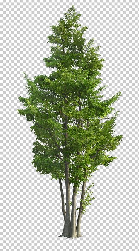 Tree Plan Png, Branch Of Tree, Trees Images, Plants Background, Tree Landscaping, Trees Background, Palm Tree Pictures, Tree Photoshop, Tree Photos