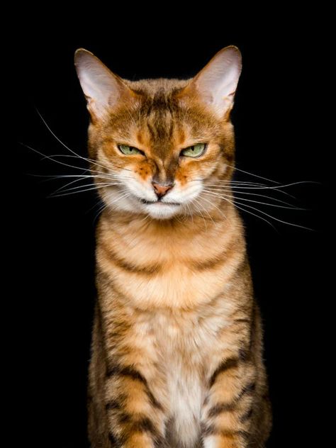 Photographer Captures the Many Humorous Expressions of Cats | PetaPixel Cat Expressions, Cat Reference, Cat Pose, Airbrush Art, Cat Photography, Cute Kittens, Warrior Cats, Cat Face, Tabby Cat