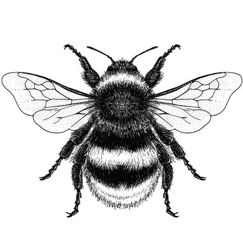 Bumble Bee Stock Illustrations – 12,659 Bumble Bee Stock Illustrations, Vectors & Clipart - Dreamstime Bumble Bee Clipart, Bee Sketch, Borboleta Tattoo, Insect Coloring Pages, Bee Wings, Bee Drawing, Insect Tattoo, Bee Tattoo, Dot Work Tattoo