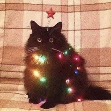 Christmas Lights, Black Cat, Christmas, Red, Black