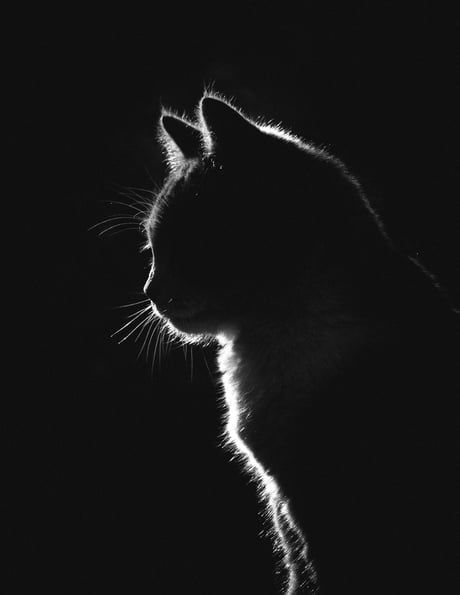 Low key photograph I took of my kitty (After more than 100 shots). - 9GAG Low Key Photography, Black Paper Drawing, Söt Katt, 흑백 그림, A Black Cat, Haiwan Peliharaan, Cat Photography, Caravaggio, The Zoo