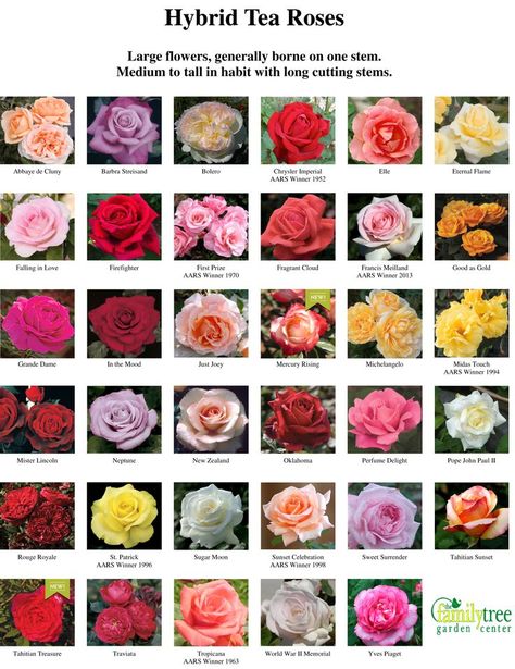 Hybrid Tea Roses Chart Types Of Roses Chart, Hybrid Tea Roses Garden, Hybrid Tea Roses Care, Flower List, Rose Book, Plant Poster, Fragrant Garden, Rose Varieties, Flower Guide