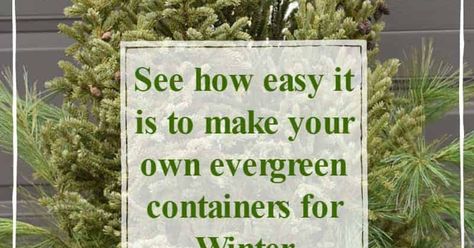 Here’s how to create your own beautiful outdoor Winter container pots that you can enjoy for months
 
As soon as the pumpkins of Halloween have cleared the shelves, the Spruce Tips are filling up their spot in the outside garden area of your local store. Before the dirt freezes (at least in my area), it’s time to get your outside pots all pretty for the holiday season! If you want to create beautiful, custom winter pots outside your home, here’s a primer, Spruce Tips 101:Spruce Tips 10… Winter Pots, Spruce Tips, White Pine Tree, Industrial Garden, Outside Garden, The Spruce, Winter Bouquet, Vintage Bird Cage, Garden Area