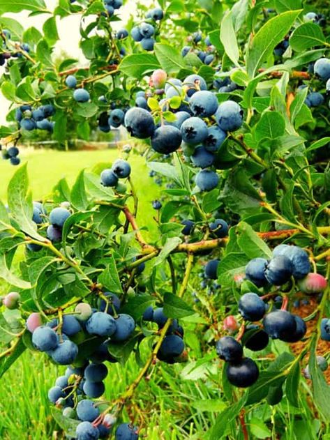 5 Edible Berry Bushes for Your Homestead - Little Red Acres Edible Berries, Grow Blueberries, Sloe Berries, Unique Pies, Illustrated Words, Berry Bushes, In Home Garden, Pizza Ovens, Edible Landscaping