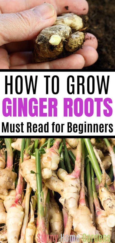 Storing Fresh Ginger Root, Uses For Fresh Ginger Root, Ginger Ideas Food, How To Plant Ginger Root, Growing Ginger In Containers, Dehydrating Ginger Root, Harvesting Ginger Root, Grow Ginger From Scraps, How To Grow Spices