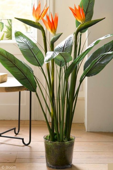 Indoor Tropical Plants Houseplant, Trendy Plants Indoor, Big Plants Outdoors, Big Leaf House Plants, Plants For Birds, Indoor Plants With Flowers, Statement Plants Indoor, Big Leaf Indoor Plant, House Plants Decor Indoor