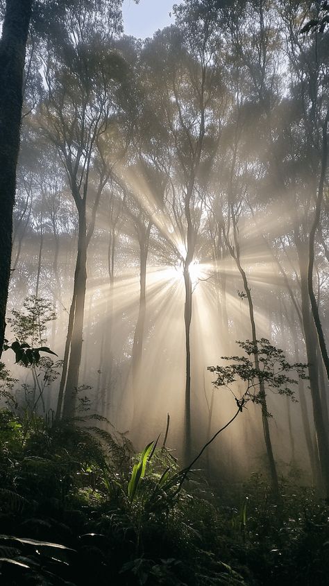 dynamic wallpapers: sunlight filters through the low trees in the morning mist Mist Photography, Morning Mist, Sky Images, Mist, Night Skies