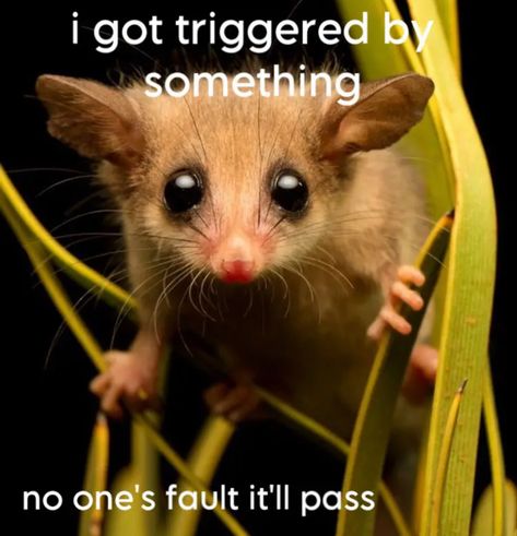 non verbal communication cards Western Pygmy Possum, Possum Embroidery, Pygmy Possum, Non Verbal Communication, Communication Images, Communication Pictures, Aussie Animals, Communication Illustration, Communication Cards