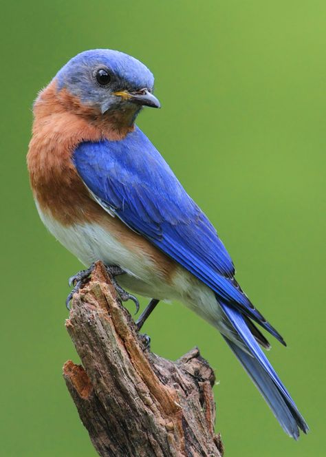 Backyard Birds Watching, Backyard Birds Sanctuary, Eastern Bluebird, State Birds, Missouri State, Bird Seed, Backyard Birds, Bird Pictures, Pretty Birds