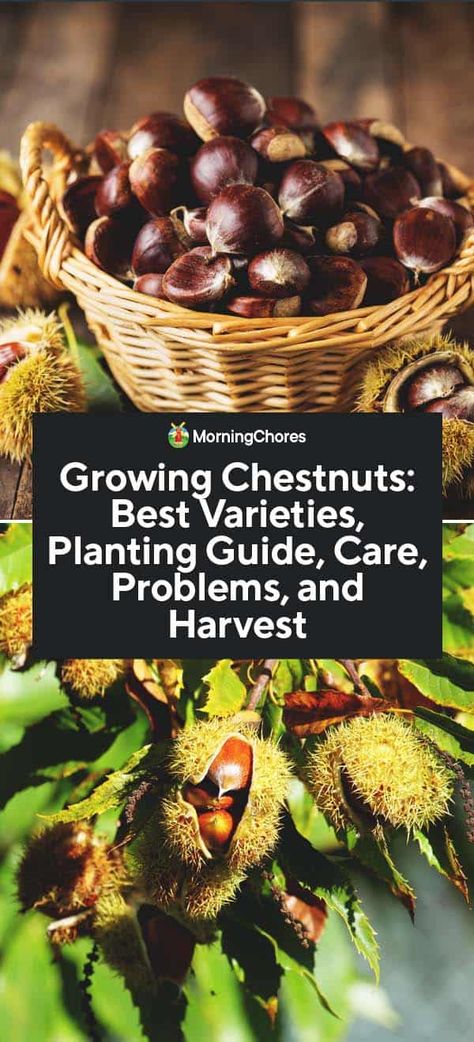 Chestnut Tree: Varieties, Planting from Seeds, Care, Problems, and Harvest Planting From Seeds, Trees Types, Seed Planting, Chestnut Tree, American Chestnut, Planting Guide, Roasted Chestnuts, Chestnut Trees, Survival Gardening