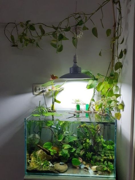 Cute Fishtanks Ideas, Aquarium House Ideas, Fish Tank Natural, Fish Tank Ideas Natural, Plant Only Aquarium, Peacock Cichlid Tank, Aquarium In Apartment, Fish Tank Ideas Fresh Water, Terrarium Ideas Fish Tank