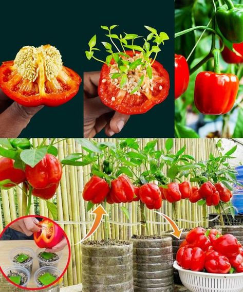 Plant Grafting, Garden Design Layout Landscaping, Growing Bell Peppers, Growing Peppers, Vegetable Garden Tips, Helpful Hacks, Small Vegetable Gardens, Garden Design Layout, Vegetable Gardens