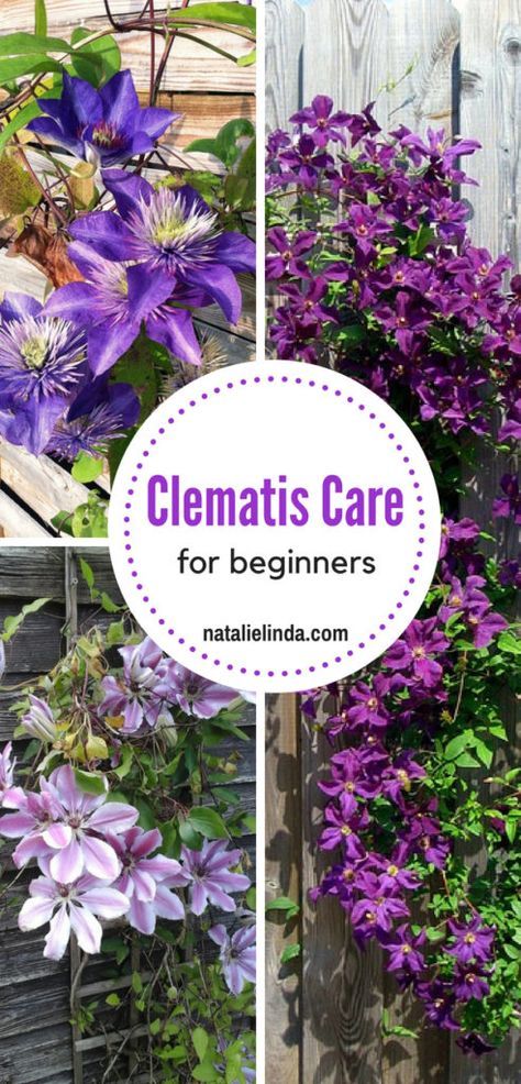 Clematis Care, Clematis Trellis, Clematis Armandii, Clematis Varieties, White Clematis, Sweet Autumn Clematis, Autumn Clematis, Purple Clematis, Clematis Montana