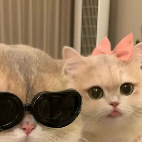 Meaw Cat on Instagram: "When your cat squad is cooler than you! 😹😎  #cats #catsofinstagram #cat #photography #catstagram #instagram #catlover #catlife #catlovers #instacat #kitten #pets #meow #kittens #catoftheday #kitty #love #cute #pet #animals #dogs #gatos #world #gato #petsofinstagram #kittensofinstagram #cutecats #catlove #adoptdontshop #catsagram" Cute Dp Aesthetic, Cute Dp For Instagram, Cute Cat Smiling, Cute Cat With Glasses, Cat Squad, Legend Cat, Couple Cat, Girl Drawing Easy, Kitty Love