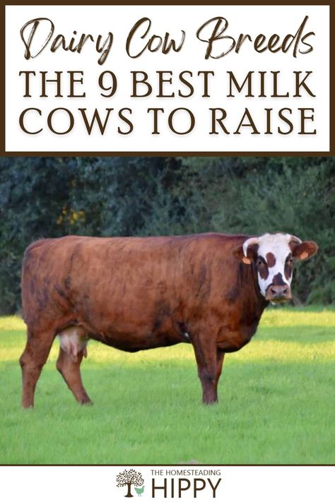 Keeping even one or two dairy cows on your homestead can give you and your family lots of milk. Learn about 9 great breeds here. #cows #cattle Homestead Cattle, Dairy Cow Breeds, Cow Facts, Breeds Of Cows, Homestead Animals, Survival Essentials, Cattle Feed, Homestead Ideas, Mini Cows