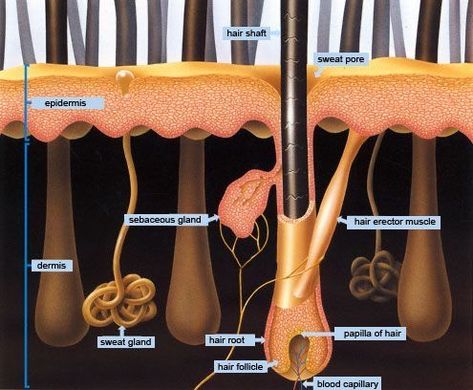 Shagmayra | Hair science, Hair follicle, Skin structure Hair Chart, Hair Science, Hair Facts, Haircut Types, Male Pattern Baldness, Skin Structure, Pattern Baldness, Sweat Gland, Beauty Therapy