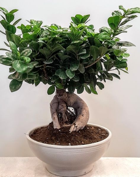 Bonsai ficus ginseng with ceramic pot h50cm Bonsai Shapes, Ficus Ginseng Bonsai, Ginseng Plant, Ficus Bonsai Tree, Ficus Ginseng, Ficus Bonsai, Bonsai Ficus, Ficus Microcarpa, Pot Decor