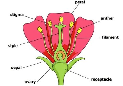 Parts Of Flower Project, Structure Of Flower, Diagram Of A Flower, Reproduction In Plants, Flower Definitions, Flower Diagram, Plant Cell Diagram, Function Diagram, Plant Reproduction