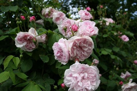 "Fantin-Latour" Fantin Latour Rose, Wonderful Flowers, Rose Photos, Cabins And Cottages, Beautiful Roses, Cottage Garden, Beautiful Flowers, Home And Garden, Flowers