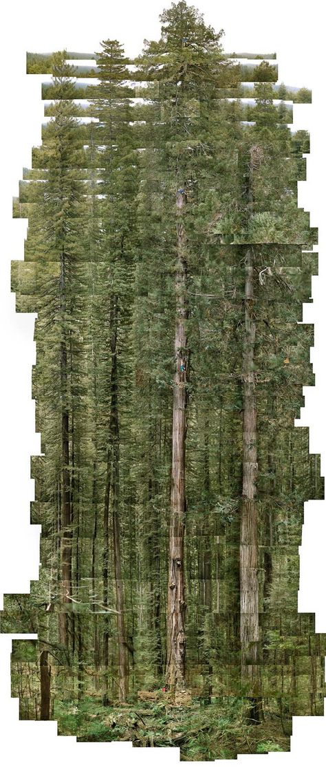 trees Hockney Joiners, David Hockney Joiners, Ravenala Madagascariensis, Collage Surreal, Humboldt Redwoods State Park, Coast Redwood, Heart Photo Collage, Creative Landscape, Modern Metropolis