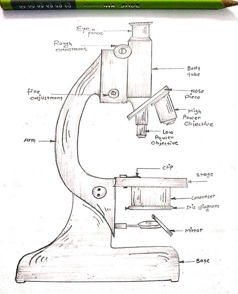 Microscope Drawing/Art..Black&white pencil shade...Medical/biology/project/assignment... Microscope Art Drawing, Compound Microscope Drawing With Label, Compound Microscope Drawing, Microscope Drawing Easy, Microscope Drawing With Label, Biology Art Draw, Biology Art Draw Ideas, Active Transport Biology, Science Drawing Ideas