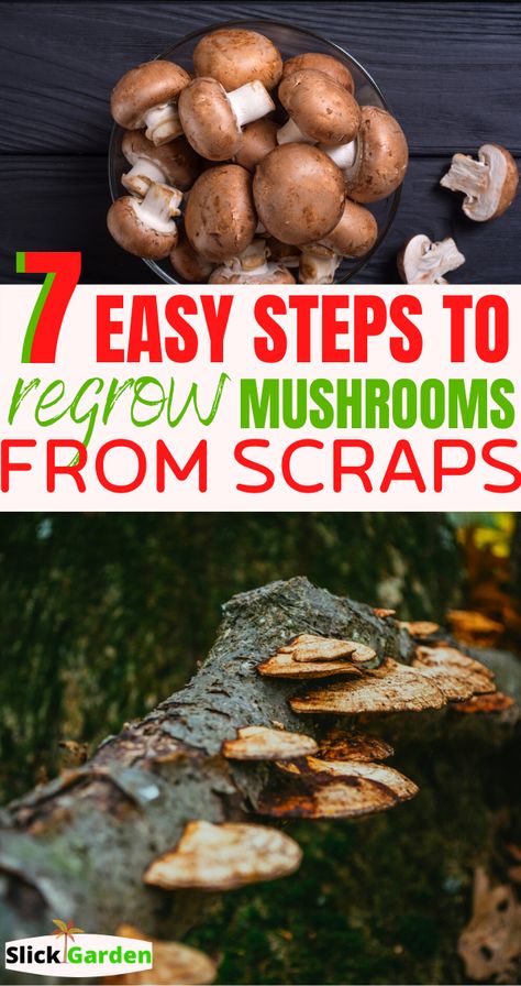 Growing Mushrooms Indoors, Growing Shiitake Mushrooms, Edible Wild Mushrooms, Regrow Vegetables, Grow Mushrooms, Growing Mushrooms At Home, Mushrooms Growing, Mushroom Kits, Mushroom Grow Kit