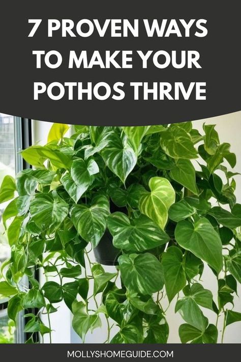 Discover the secrets to growing fuller pothos plants with these expert tips and tricks. Whether you're a beginner or seasoned gardener, learn how to care for your pothos and encourage lush, thriving growth. From proper lighting and watering techniques to fertilizing and pruning strategies, this guide covers everything you need to know about cultivating beautiful, vibrant pothos plants in your home or garden. Caring For Pothos Plant, Pathos In Bathroom, Large Pothos Indoor, Pothos Care Guide, Pothos Plant Care Tips, Indoor Pothos Plants, Growing Pothos In Water, Pathos Plant Decor Ideas, Hanging Pothos Ideas